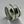 Load image into Gallery viewer, flat knot ring - sterling silver - Makers & Providers